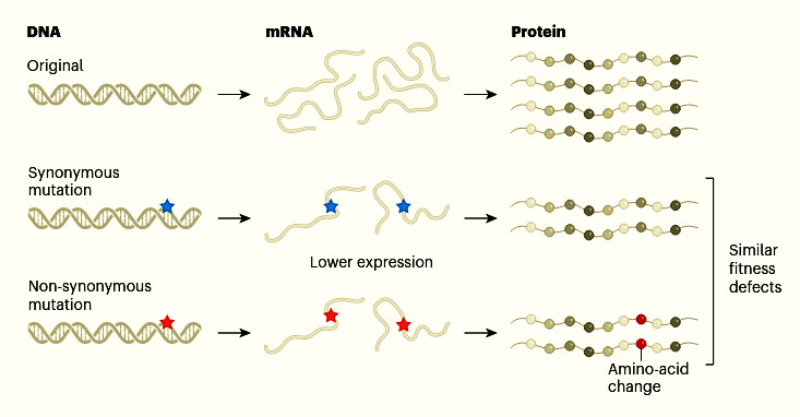 Mutations matter even if proteins stay the same